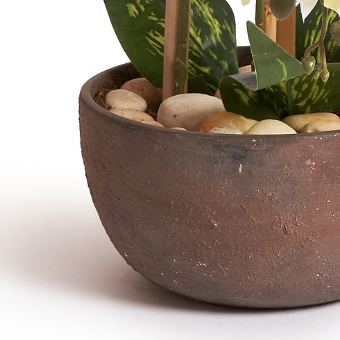 Orchids in Brown Pot - Medium