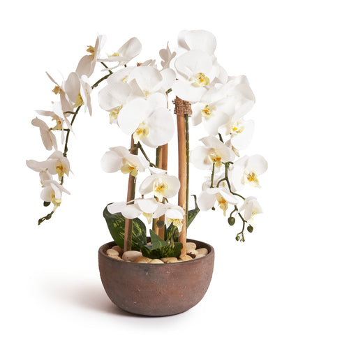 Orchids in Brown Pot - Medium