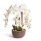 Orchids in Brown Pot - Medium