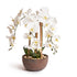 Orchids in Brown Pot - Medium