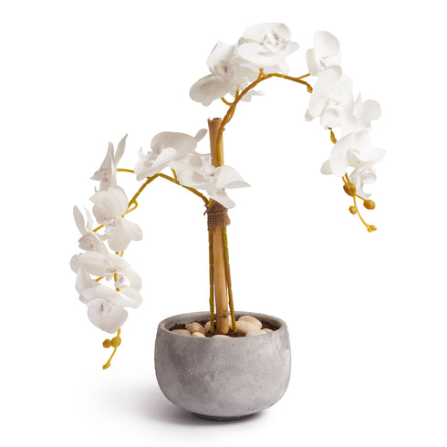 Orchids in Grey Pot - Small