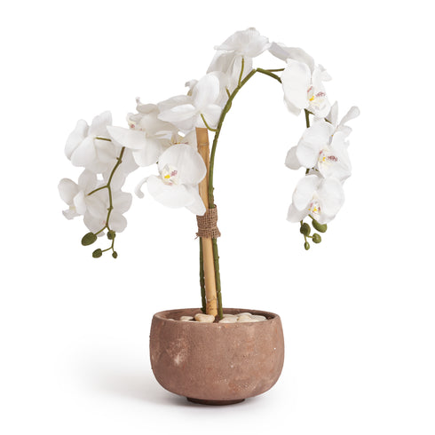 Orchids in brown Pot - Small
