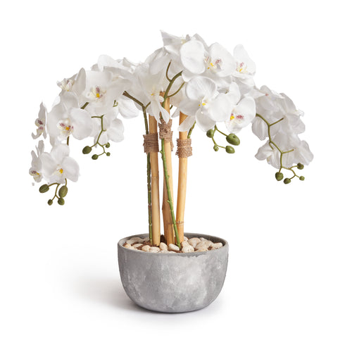 Orchids in Grey Pot - Medium