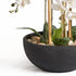 Orchids in Black Pot - Large