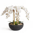 Orchids in Black Pot - Large