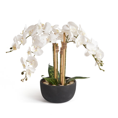 Orchids in Black Pot - Medium